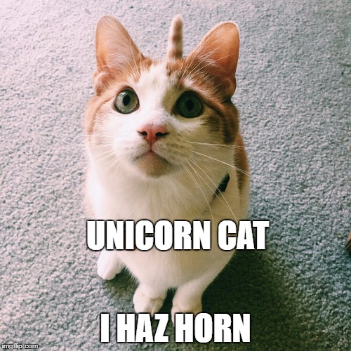 Unicorn Cat | UNICORN CAT; I HAZ HORN | image tagged in unicorn cat | made w/ Imgflip meme maker