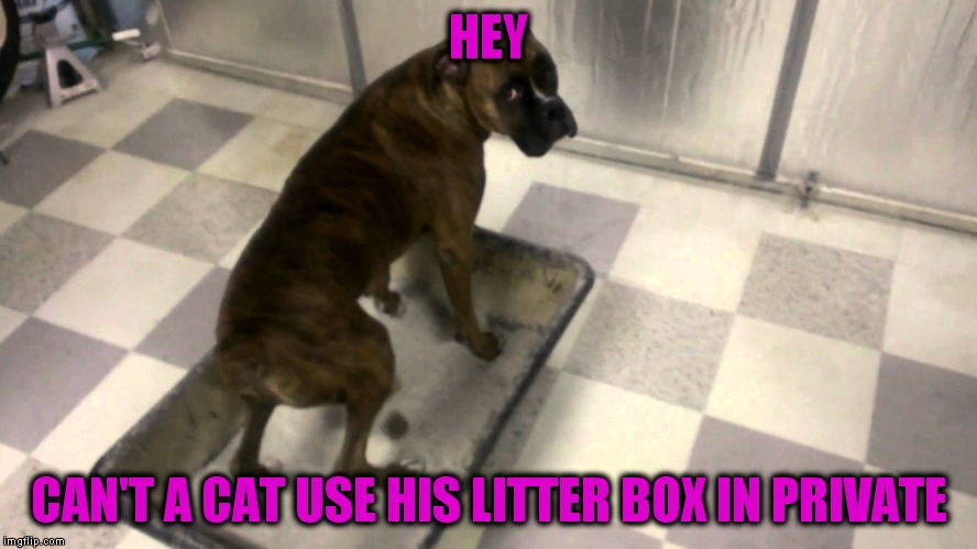 HEY CAN'T A CAT USE HIS LITTER BOX IN PRIVATE | made w/ Imgflip meme maker