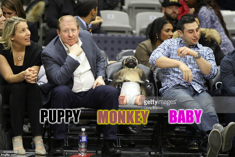 Chillin' Courtside | MONKEY; BABY; PUPPY | image tagged in puppy,monkey,baby,funny | made w/ Imgflip meme maker