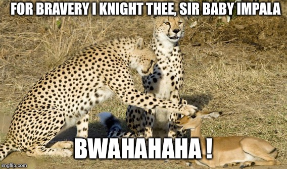 FOR BRAVERY I KNIGHT THEE, SIR BABY IMPALA BWAHAHAHA ! | made w/ Imgflip meme maker