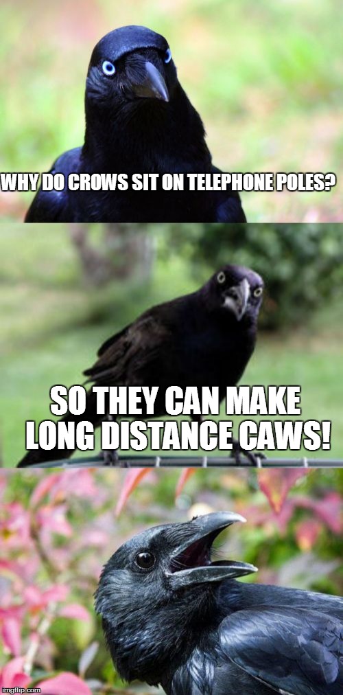 Bad Pun Crow |  WHY DO CROWS SIT ON TELEPHONE POLES? SO THEY CAN MAKE LONG DISTANCE CAWS! | image tagged in bad pun crow,memes,caws and effect | made w/ Imgflip meme maker
