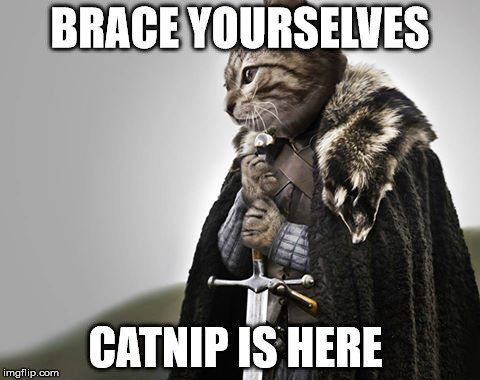 Brace Yourselves Kitty Keanu | BRACE YOURSELVES; CATNIP IS HERE | image tagged in brace yourselves kitty keanu | made w/ Imgflip meme maker