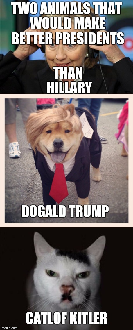 Better Presidents than Hillary |  TWO ANIMALS THAT WOULD MAKE BETTER PRESIDENTS; THAN HILLARY; DOGALD TRUMP; CATLOF KITLER | image tagged in dog,cat,hitler,trump,hillary,politics | made w/ Imgflip meme maker