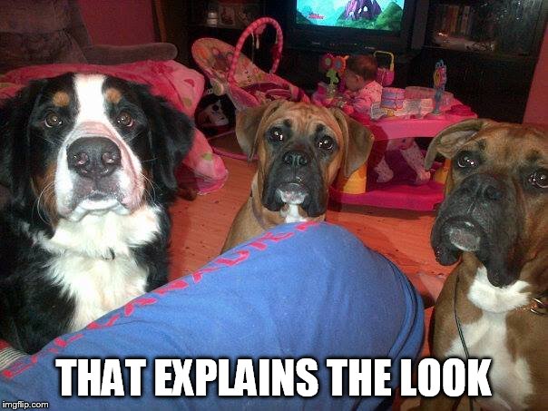 dogs | THAT EXPLAINS THE LOOK | image tagged in dogs | made w/ Imgflip meme maker