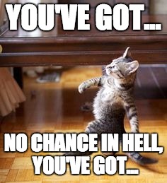 vince kitten | YOU'VE GOT... NO CHANCE IN HELL, YOU'VE GOT... | image tagged in wwe,vince mcmahon,wrestling,pro wrestling,cat,kitten | made w/ Imgflip meme maker