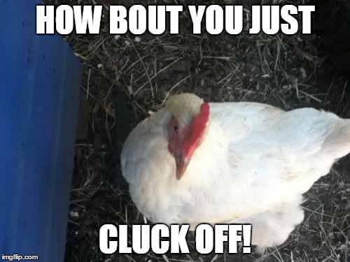Angry Chicken Boss |  HOW BOUT YOU JUST; CLUCK OFF! | image tagged in memes,angry chicken boss | made w/ Imgflip meme maker