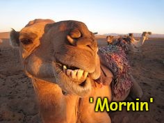 Camel 'Mornin' | 'Mornin' | image tagged in camel memes,good morning,memes | made w/ Imgflip meme maker