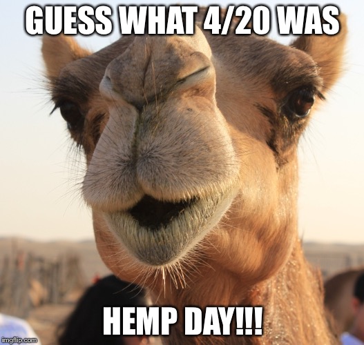 Hump day | GUESS WHAT 4/20 WAS; HEMP DAY!!! | image tagged in hump day | made w/ Imgflip meme maker