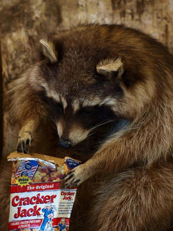 raccoon  Blank Meme Template