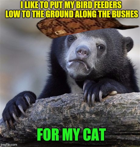 Git 'em boy. | I LIKE TO PUT MY BIRD FEEDERS LOW TO THE GROUND ALONG THE BUSHES; FOR MY CAT | image tagged in memes,confession bear,scumbag | made w/ Imgflip meme maker