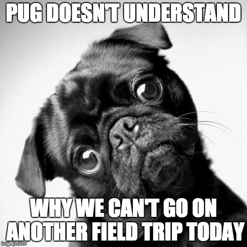 pug-head-tilt | PUG DOESN'T UNDERSTAND; WHY WE CAN'T GO ON ANOTHER FIELD TRIP TODAY | image tagged in pug-head-tilt | made w/ Imgflip meme maker