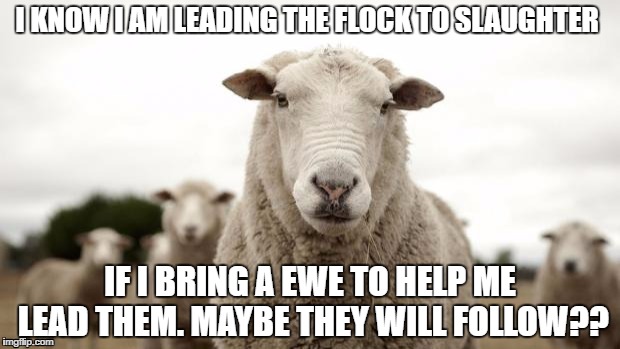 Sheep | I KNOW I AM LEADING THE FLOCK TO SLAUGHTER; IF I BRING A EWE TO HELP ME LEAD THEM. MAYBE THEY WILL FOLLOW?? | image tagged in sheep | made w/ Imgflip meme maker