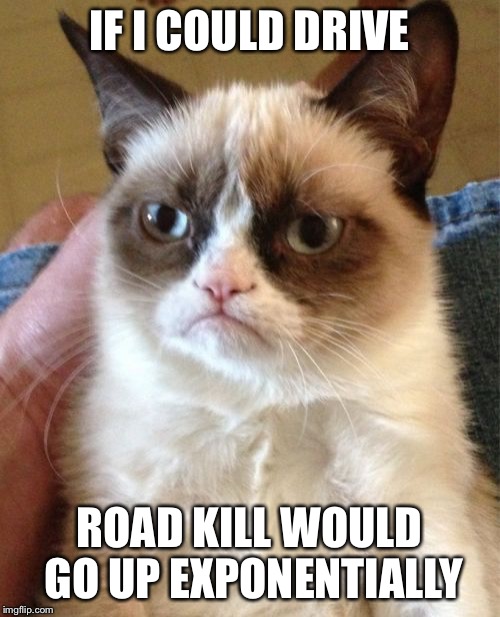 Grumpy Cat Meme | IF I COULD DRIVE ROAD KILL WOULD GO UP EXPONENTIALLY | image tagged in memes,grumpy cat | made w/ Imgflip meme maker