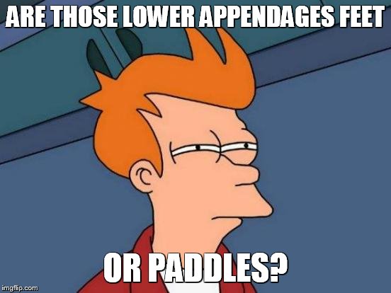 Futurama Fry Meme | ARE THOSE LOWER APPENDAGES FEET OR PADDLES? | image tagged in memes,futurama fry | made w/ Imgflip meme maker