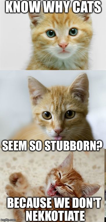 Bad Pun Cat | KNOW WHY CATS; SEEM SO STUBBORN? BECAUSE WE DON'T NEKKOTIATE | image tagged in bad pun cat | made w/ Imgflip meme maker