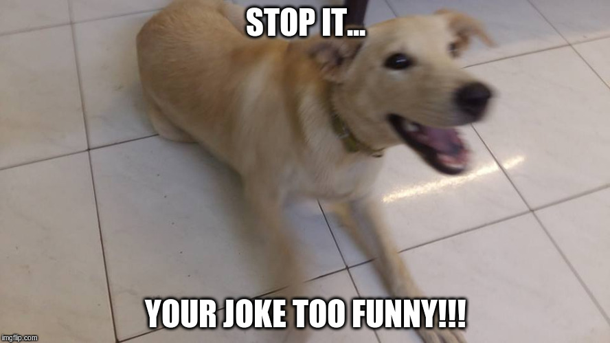 Bearmoji Stop it...Too Funny | STOP IT... YOUR JOKE TOO FUNNY!!! | image tagged in bearmojilol,too funny,dogs | made w/ Imgflip meme maker
