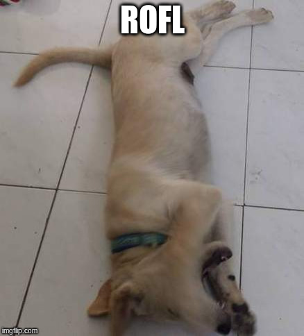 Bearmoji ROFL | ROFL | image tagged in bearmoji,rofl,dogs | made w/ Imgflip meme maker