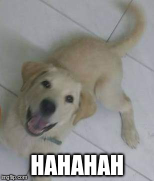 Bearmoji LOL | HAHAHAH | image tagged in lol,dogs | made w/ Imgflip meme maker