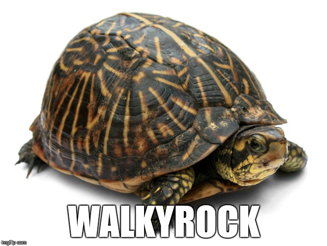 #theinternetnamesanimals | WALKYROCK | image tagged in memes,animals | made w/ Imgflip meme maker