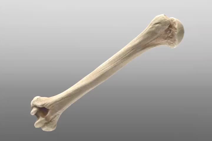 High Quality humerus Blank Meme Template