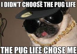 the pug life | I DIDN'T CHOOSE THE PUG LIFE; THE PUG LIFE CHOSE ME | image tagged in pug,thug life,illregretthisname,funny,memes | made w/ Imgflip meme maker