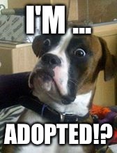 Dogs | I'M ... ADOPTED!? | image tagged in dogs | made w/ Imgflip meme maker