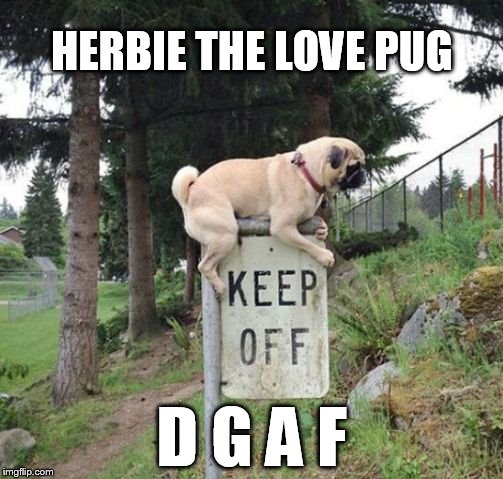 Love Pug | HERBIE THE LOVE PUG; D G A F | image tagged in love pug | made w/ Imgflip meme maker