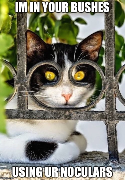 IM IN YOUR BUSHES; USING UR NOCULARS | image tagged in cat,funny,lolz | made w/ Imgflip meme maker