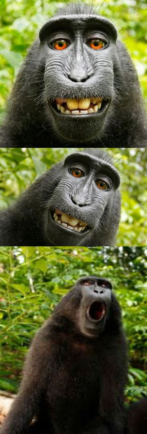 High Quality bad pun monkey Blank Meme Template