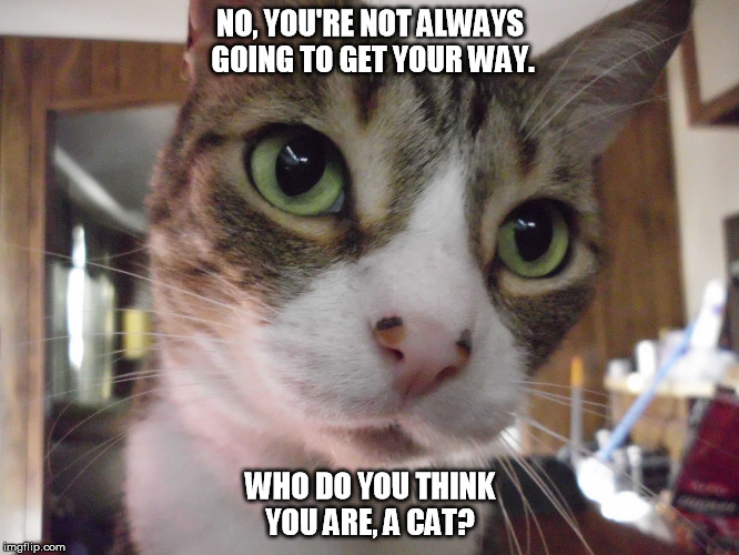 Who do you think you are?  | NO, YOU'RE NOT ALWAYS GOING TO GET YOUR WAY. WHO DO YOU THINK YOU ARE, A CAT? | image tagged in who do you think you are | made w/ Imgflip meme maker
