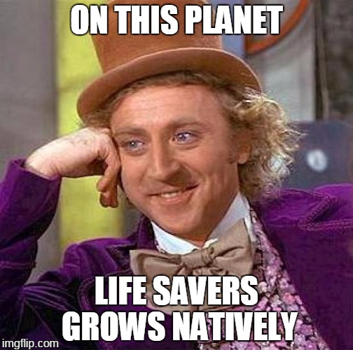 Creepy Condescending Wonka Meme | ON THIS PLANET LIFE SAVERS GROWS NATIVELY | image tagged in memes,creepy condescending wonka | made w/ Imgflip meme maker