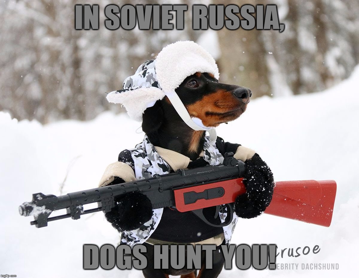 I Ran Of Ideas For Submissions So Here's A Picture Of A Dachshund With A Gun | IN SOVIET RUSSIA, DOGS HUNT YOU! | image tagged in memes,dogs,funny,in soviet russia,hunt,i don't know | made w/ Imgflip meme maker