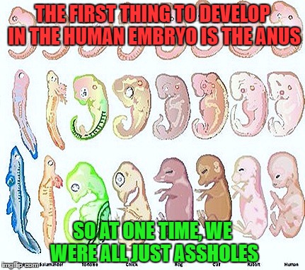 embryology | THE FIRST THING TO DEVELOP IN THE HUMAN EMBRYO IS THE ANUS; SO AT ONE TIME, WE WERE ALL JUST ASSHOLES | image tagged in embryology | made w/ Imgflip meme maker