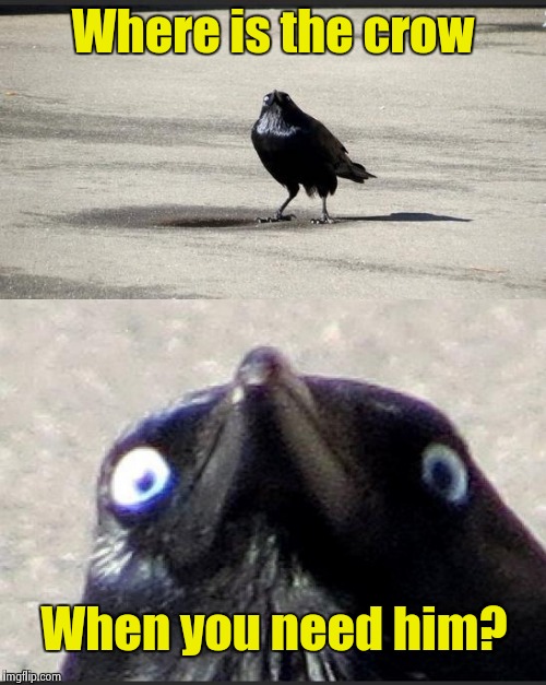 Where is the crow When you need him? | made w/ Imgflip meme maker