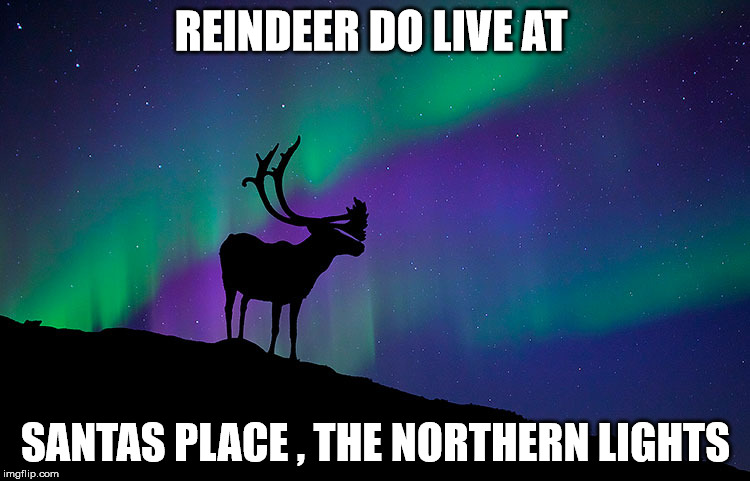 Christmas  | REINDEER DO LIVE AT; SANTAS PLACE , THE NORTHERN LIGHTS | image tagged in original meme | made w/ Imgflip meme maker