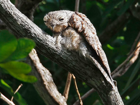 High Quality Odd Stuff I Do High Potoo Blank Meme Template