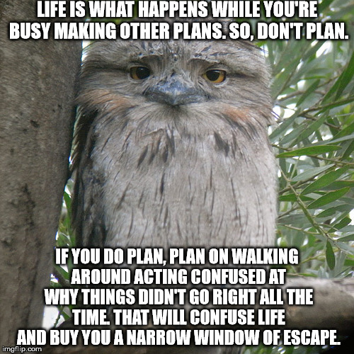 Wise Advice Potoo | LIFE IS WHAT HAPPENS WHILE YOU'RE BUSY MAKING OTHER PLANS. SO, DON'T PLAN. IF YOU DO PLAN, PLAN ON WALKING AROUND ACTING CONFUSED AT WHY THINGS DIDN'T GO RIGHT ALL THE TIME. THAT WILL CONFUSE LIFE AND BUY YOU A NARROW WINDOW OF ESCAPE. | image tagged in wise advice potoo | made w/ Imgflip meme maker