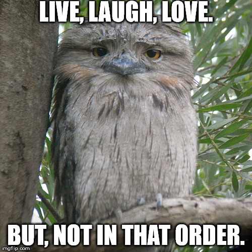 Wise Advice Potoo | LIVE, LAUGH, LOVE. BUT, NOT IN THAT ORDER. | image tagged in wise advice potoo | made w/ Imgflip meme maker