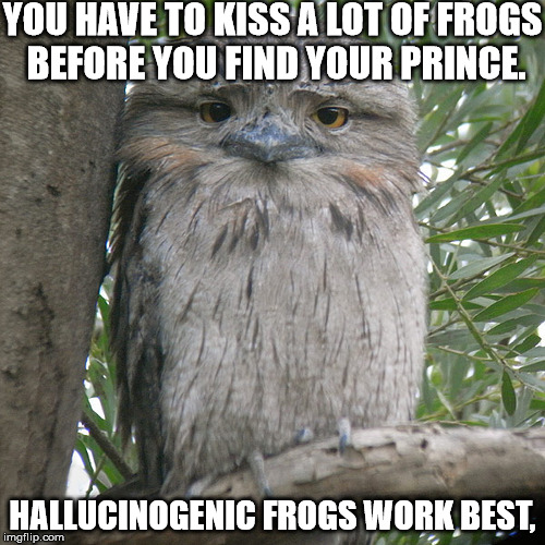 Wise Advice Potoo | YOU HAVE TO KISS A LOT OF FROGS BEFORE YOU FIND YOUR PRINCE. HALLUCINOGENIC FROGS WORK BEST, | image tagged in wise advice potoo | made w/ Imgflip meme maker
