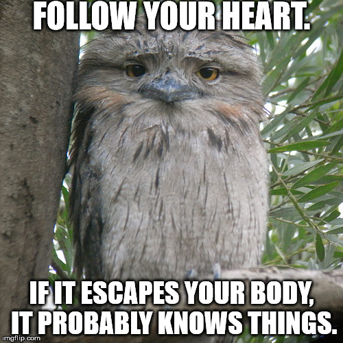 wise advice potoo Memes & GIFs - Imgflip