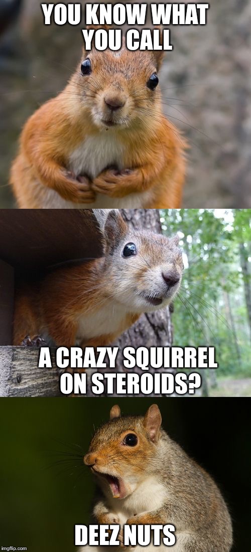  bad pun squirrel |  YOU KNOW WHAT YOU CALL; A CRAZY SQUIRREL ON STEROIDS? DEEZ NUTS | image tagged in bad pun squirrel | made w/ Imgflip meme maker