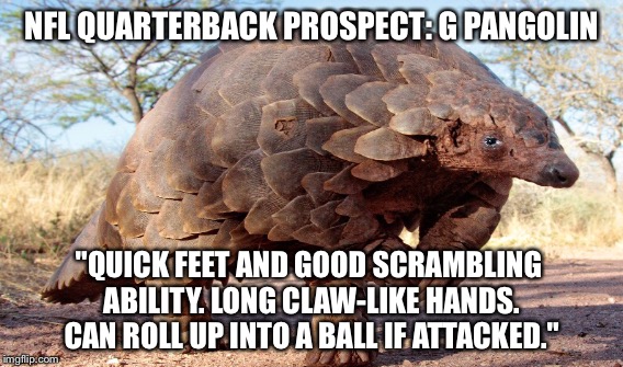 Nfl | NFL QUARTERBACK PROSPECT: G PANGOLIN; "QUICK FEET AND GOOD SCRAMBLING ABILITY. LONG CLAW-LIKE HANDS. CAN ROLL UP INTO A BALL IF ATTACKED." | image tagged in football | made w/ Imgflip meme maker