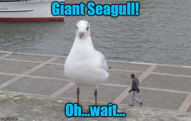 A Little Perspective | Giant Seagull! Oh...wait... | image tagged in seagull,giant,perspective,focus | made w/ Imgflip meme maker