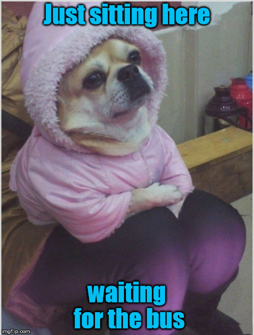 Chill Dog | Just sitting here; waiting for the bus | image tagged in waiting,chill,dog | made w/ Imgflip meme maker