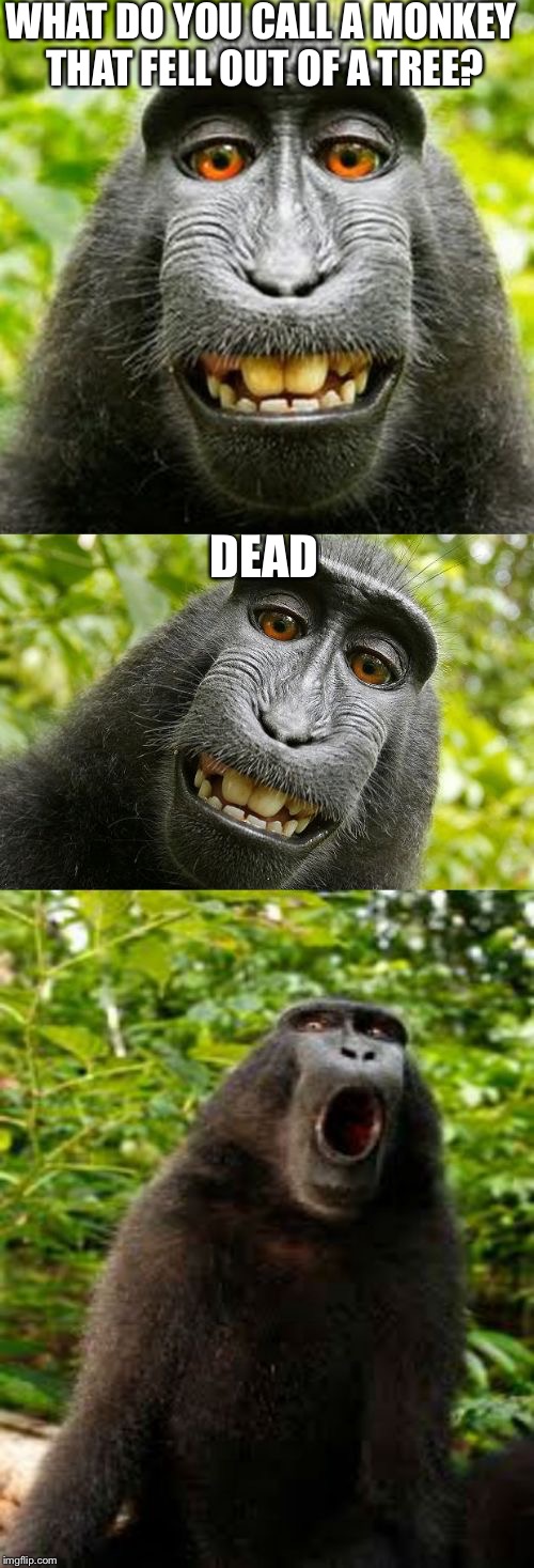 bad pun monkey | WHAT DO YOU CALL A MONKEY THAT FELL OUT OF A TREE? DEAD | image tagged in bad pun monkey | made w/ Imgflip meme maker