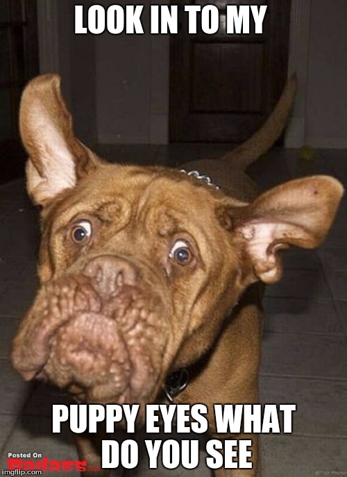 LOOK IN TO MY; PUPPY EYES WHAT DO YOU SEE | image tagged in love me or not | made w/ Imgflip meme maker