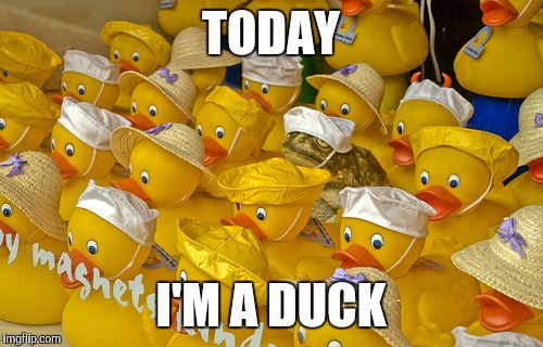 TODAY; I'M A DUCK | image tagged in quack | made w/ Imgflip meme maker