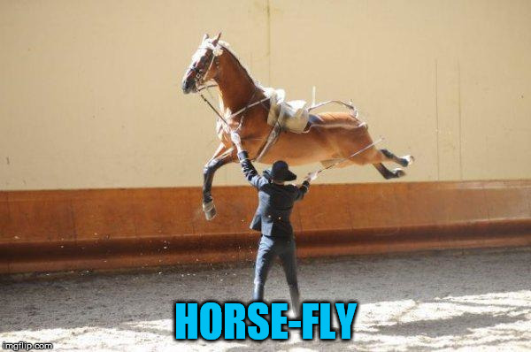 Hope this one doesn't go over your head. | HORSE-FLY | image tagged in horse,fly,flying | made w/ Imgflip meme maker