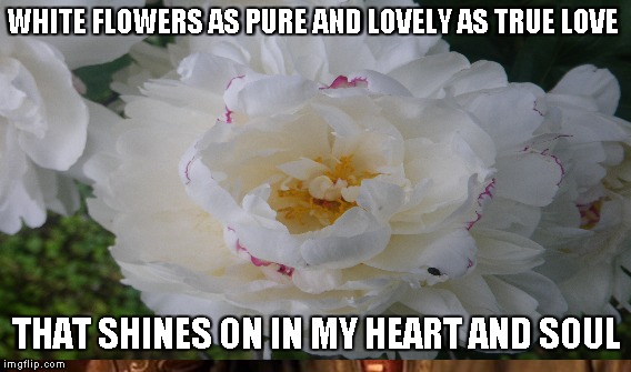 WHITE FLOWERS AS PURE AND LOVELY
AS TRUE LOVE; THAT SHINES ON IN MY HEART AND SOUL | made w/ Imgflip meme maker