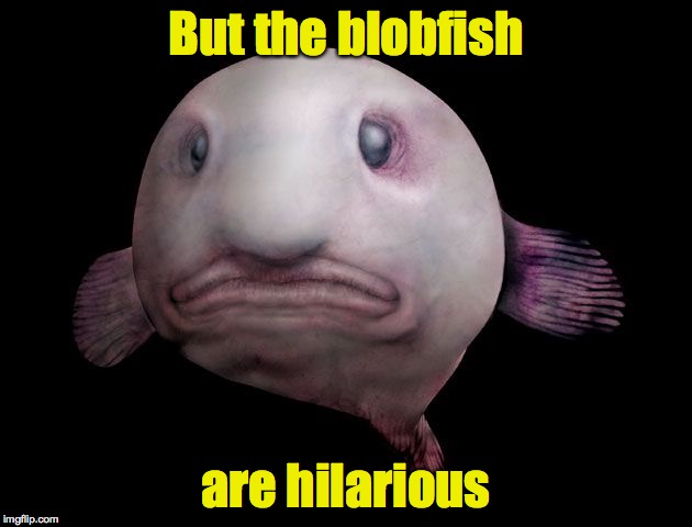 But the blobfish are hilarious | made w/ Imgflip meme maker